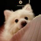 Stella_ORJD