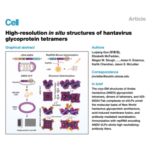 629-安第斯汉坦病毒糖蛋白四聚体原位高分辨率结构