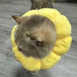 userresu