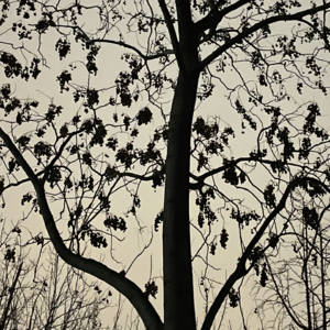 vol.6 《这不可能发生》：民主如何走向极权，自由主义者能否独善其身