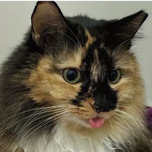 podcaster-avatar