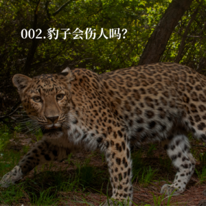 002.豹子伤人？央视报道背后的真相