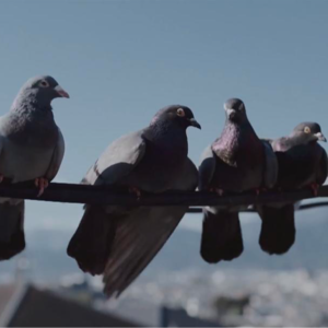 010. 重启人生：要重生做人还是要转世变成危地马拉的大食蚁兽？