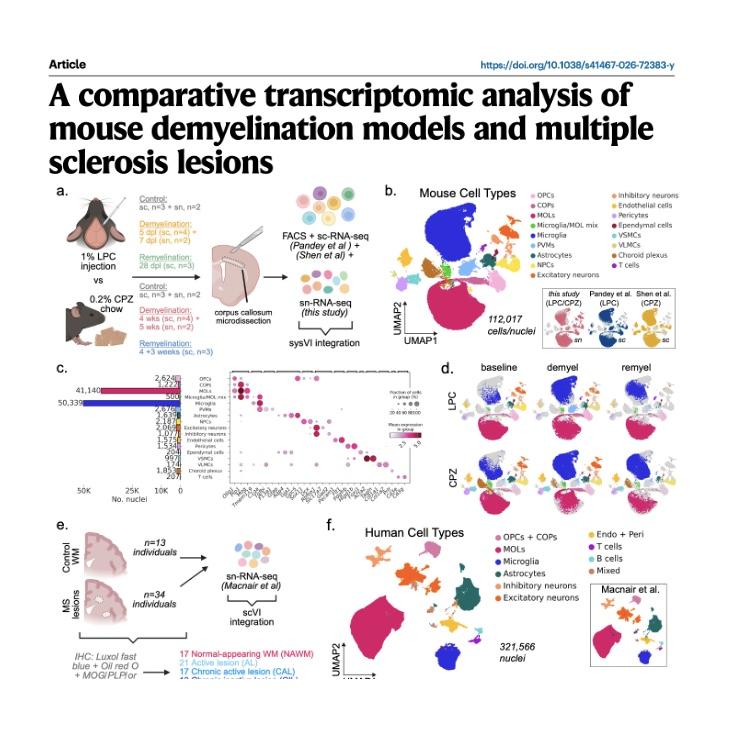 1099-Comparative Transcriptomics of Demyelination Models episode artwork