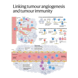 083-Tumour angiogenesis and tumour immunity