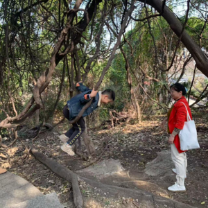 雨纷纷,清明团子黏人