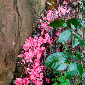 S1E6文学作品中的"死"通向''永生''