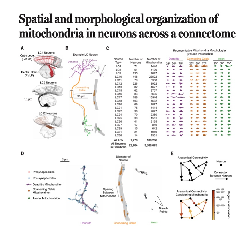 890-Mitochondrial Morphology and Positioning in Connectome episode artwork