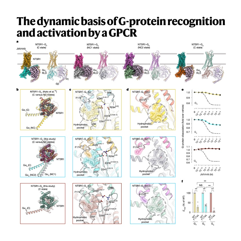 739-Dynamic Basis of G-Protein Recognition and Activation episode artwork