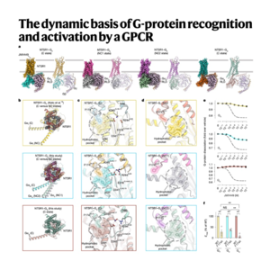 739-Dynamic Basis of G-Protein Recognition and Activation