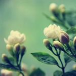 慢半拍的晓晓说