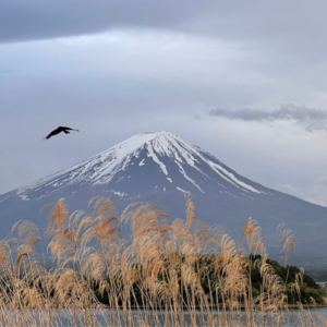 EP18 来聊既熟悉又陌生的日本