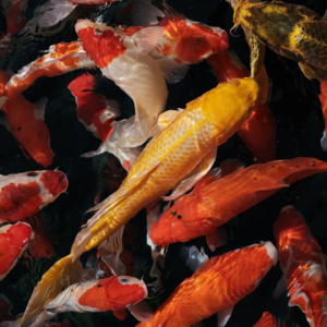 Vol.7 - 为老板的梦想奋斗？我不想演了！