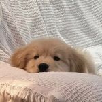 恁蝶i狗大爆发