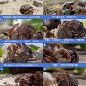 L52 动物世界【世界】