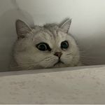spicypurr