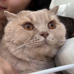 Wenli___