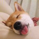 不是疯子的沣子