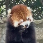 顺当当