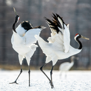 vol.17 由“尔滨”和丹顶鹤引发的一系列思考