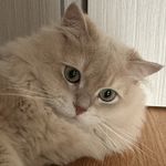 狮子与熊仔
