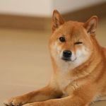 模拟人生