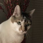 小财猫