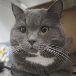 kuroson