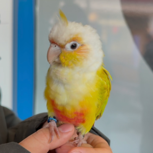 鹦鹉的肢体语言🦜鸟界翻译师带你解读