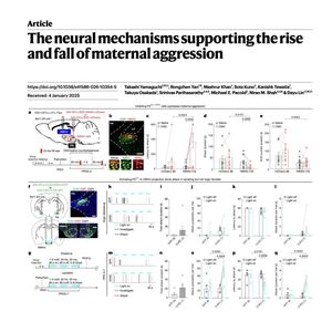 902-The Neural Circuitry of Maternal Aggression