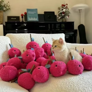 VOL363.飞星是成都猫王：从它的眼睛里可以读取时间。