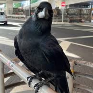 第9回「被吃掉的证物·阳台鸡腿失踪事件」