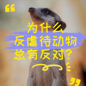 为什么反虐待动物总有反对声音？