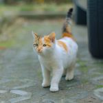 小野猫xym