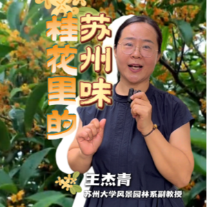 苏大王杰清副教授谈秋日甜蜜-桂花