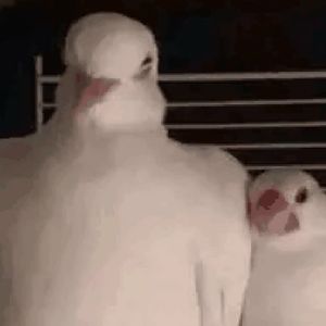 六妹妹666