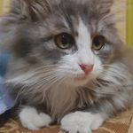 伸懒腰的猫99