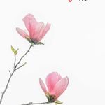InsideFlora
