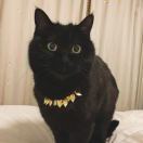 陈朝