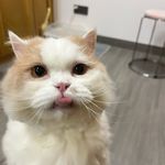 我是安安_