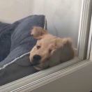 狮松的爱可