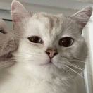 Darcy_FLFk
