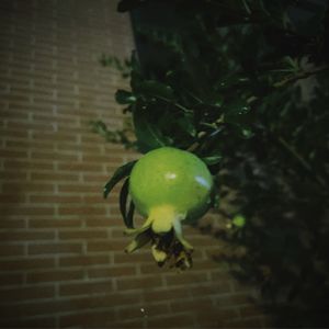 podcaster-avatar