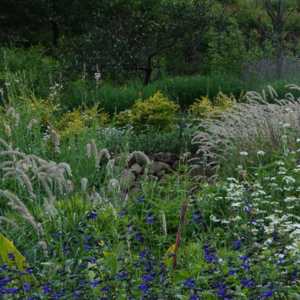 认识世界,从认识本土植物开始