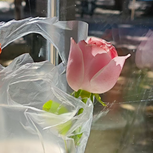 XT03：意象系列.花：流水落花