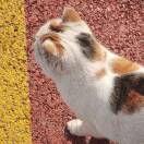 一颗菠萝猫