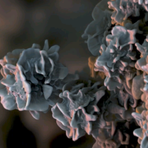 BBC Earth|雨林分解者的隐秘力量