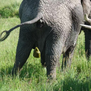 VOL47：「入非Day4-5」几米距离看狮子交配是种什么感受