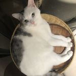 Kevinlovecat