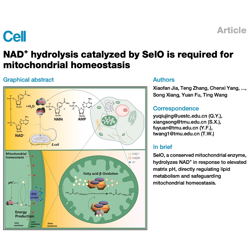 718-SelO Regulates Mitochondrial Homeostasis episode artwork
